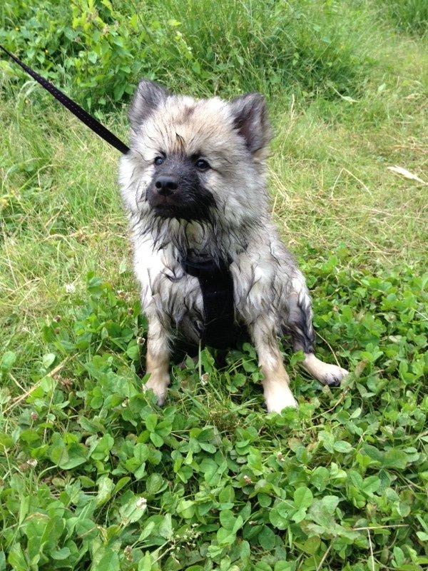 Keeshond Wenkje's Orix Aske  billede 8