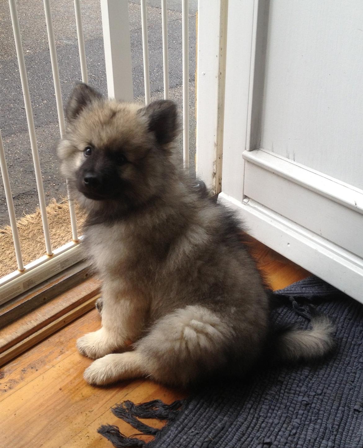 Keeshond Wenkje's Orix Aske  billede 9
