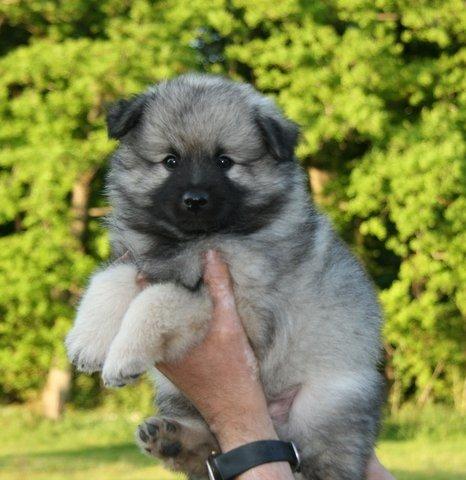 Keeshond Wenkje's Orix Aske  billede 10