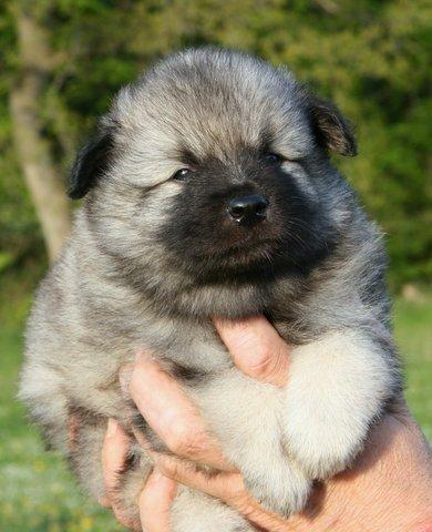 Keeshond Wenkje's Orix Aske  billede 11