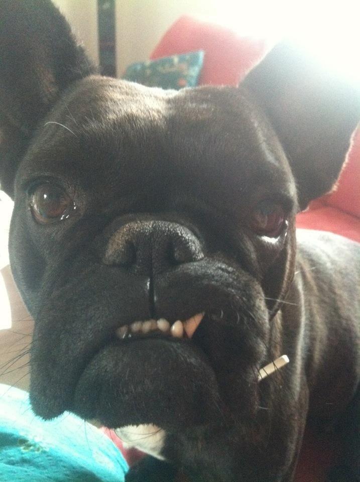 Fransk bulldog Mitzy billede 11
