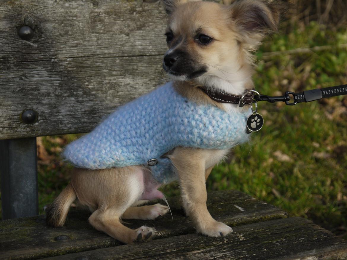 Chihuahua Nemo billede 5