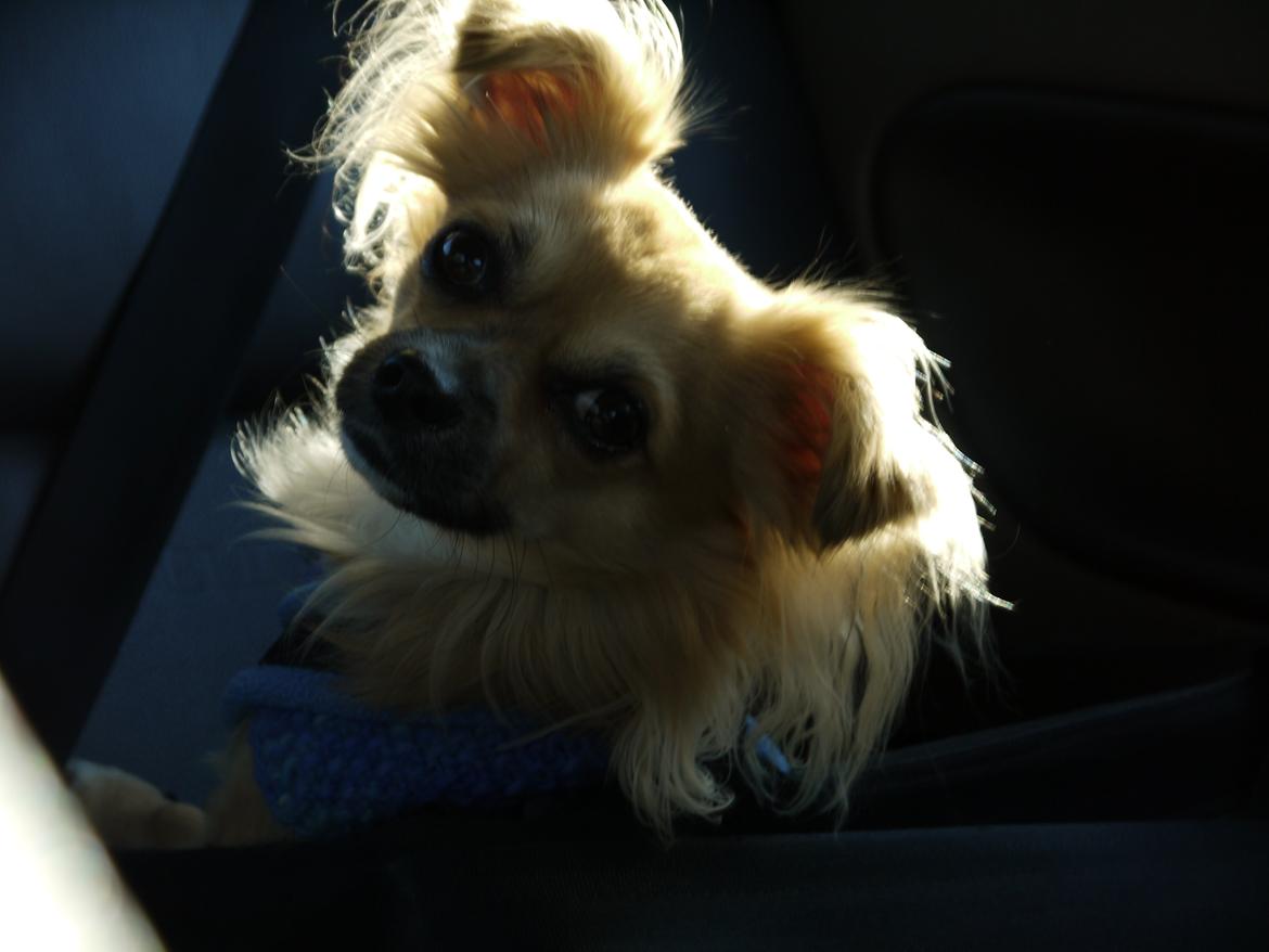 Chihuahua Nemo billede 13