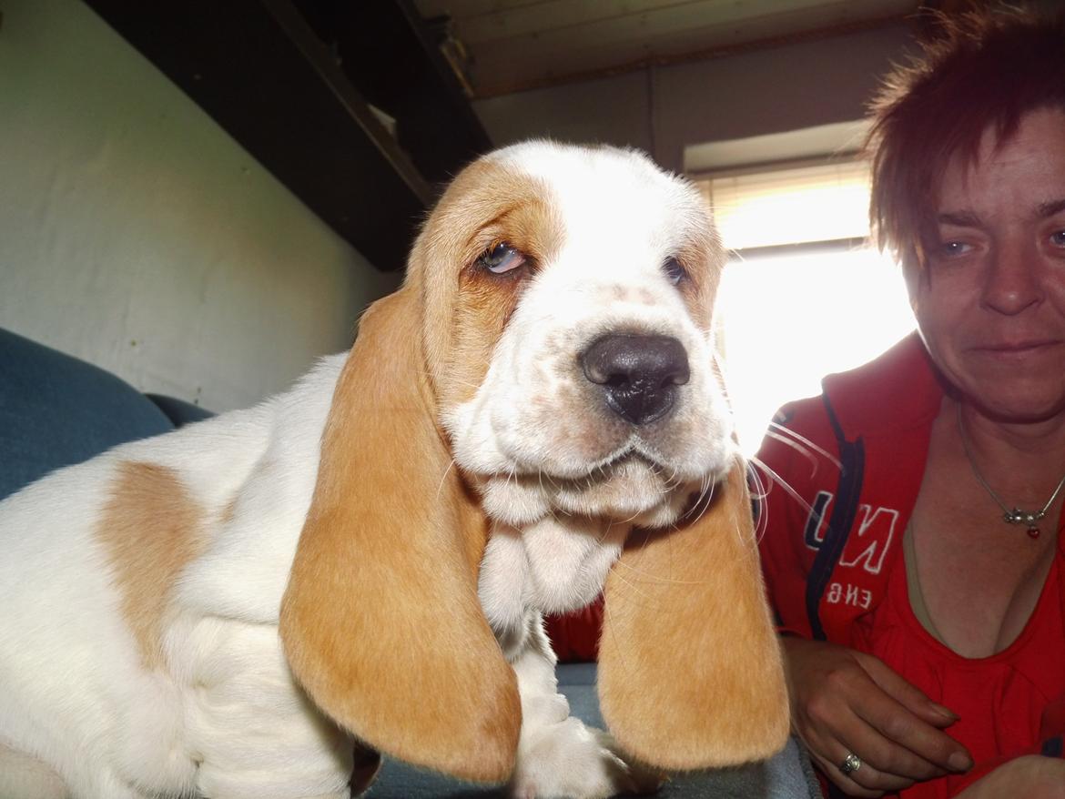 Basset hound Balto billede 1