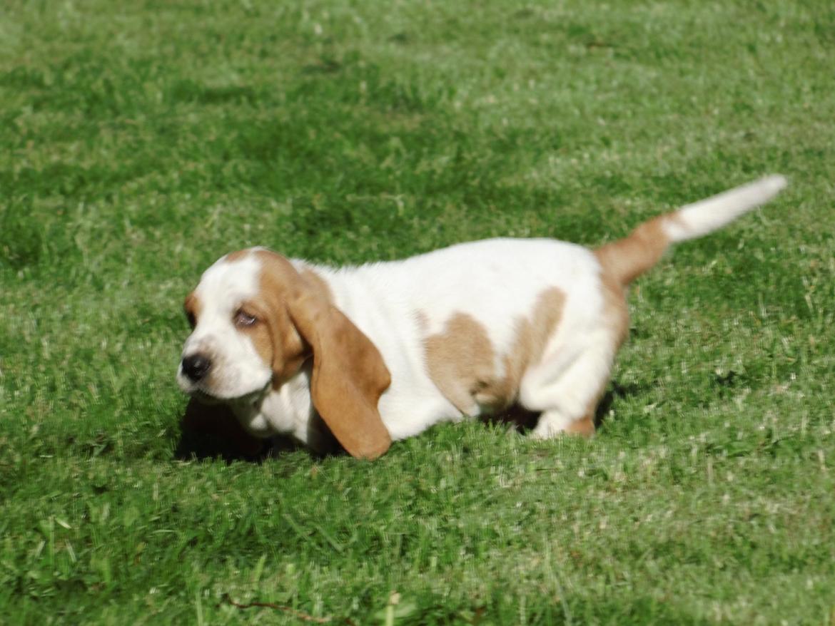 Basset hound Balto billede 2