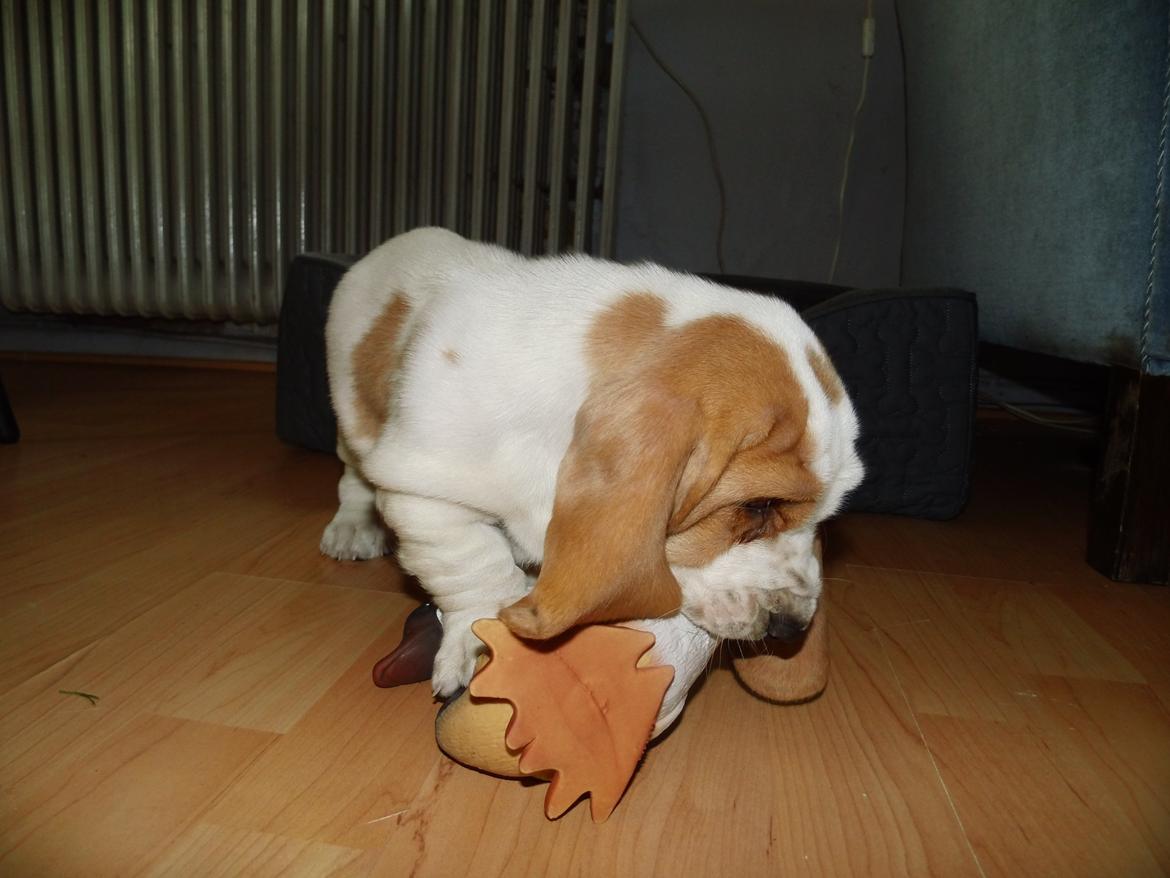 Basset hound Balto billede 3