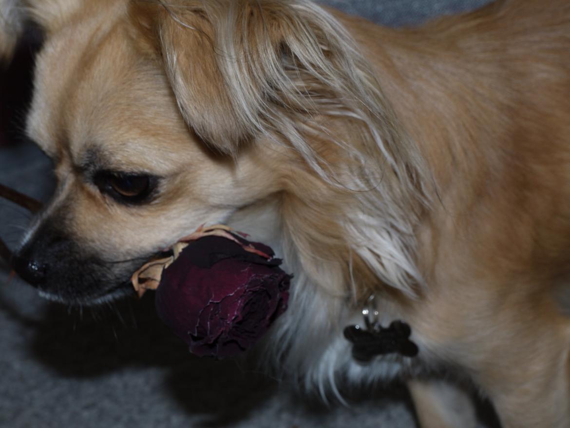 Chihuahua Nemo billede 1