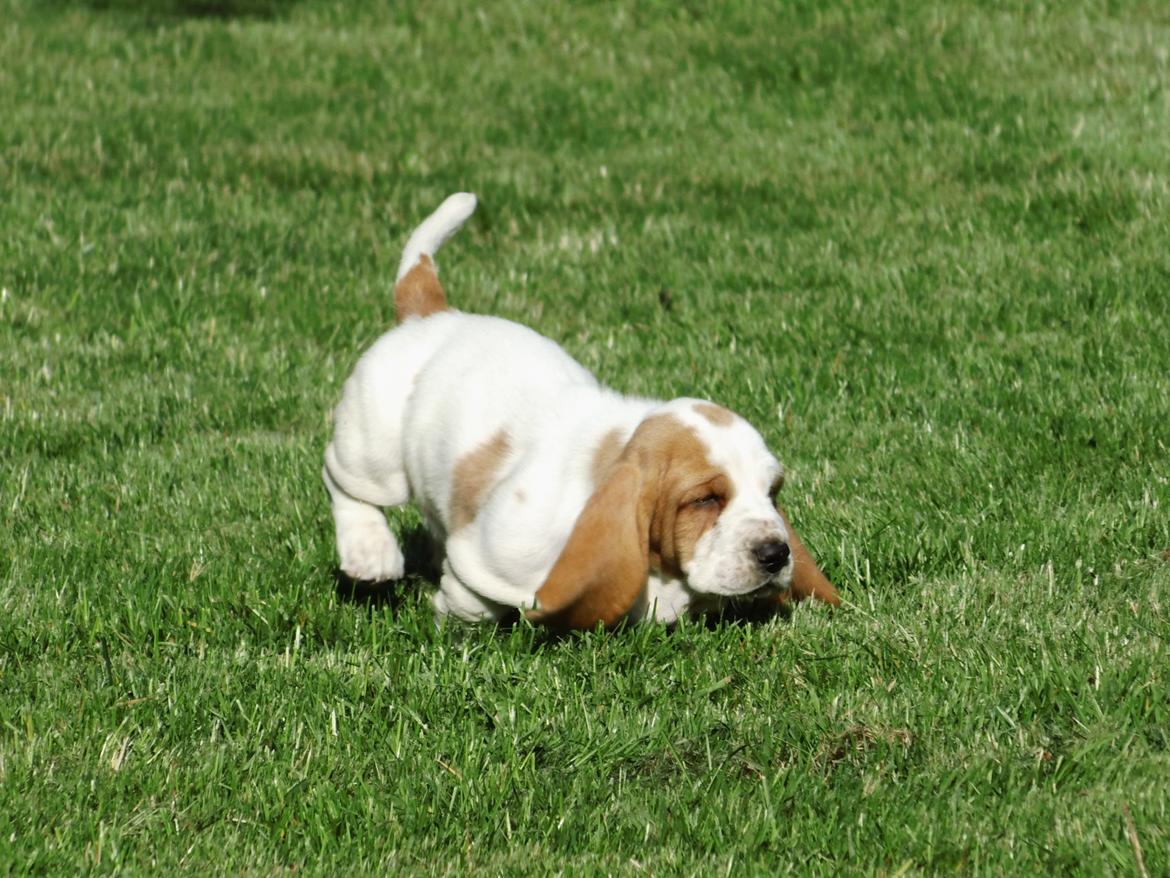 Basset hound Balto billede 5