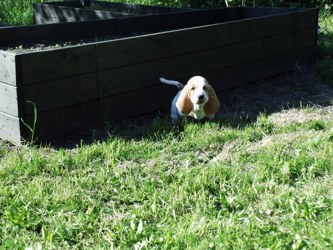 Basset hound Balto billede 6