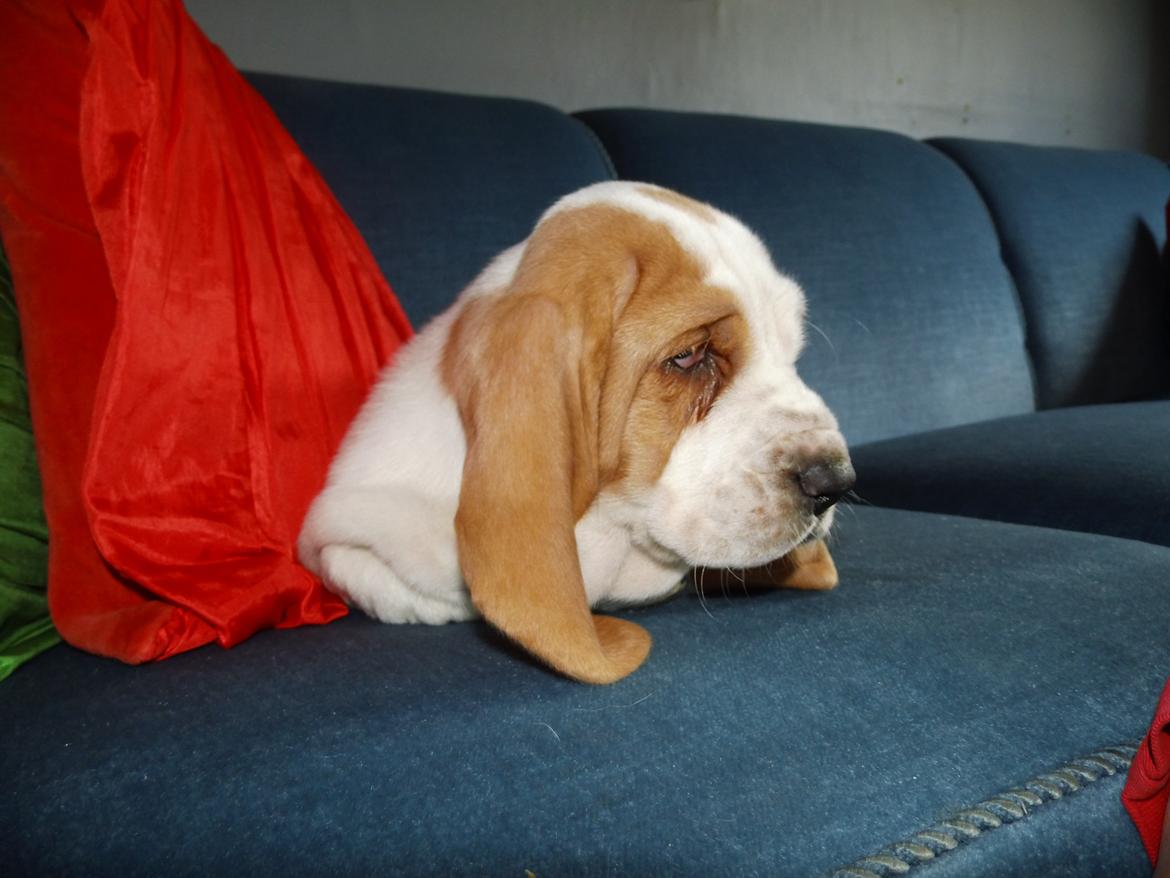 Basset hound Balto billede 7