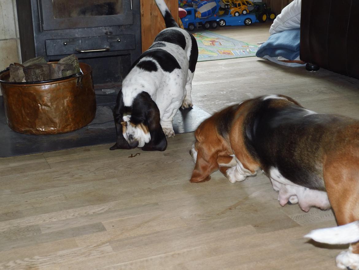 Basset hound Balto - Far og mor  billede 9