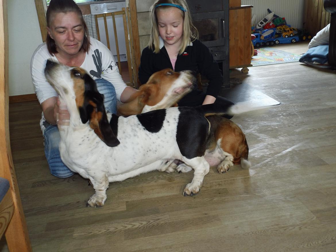 Basset hound Balto - far og mor  billede 10