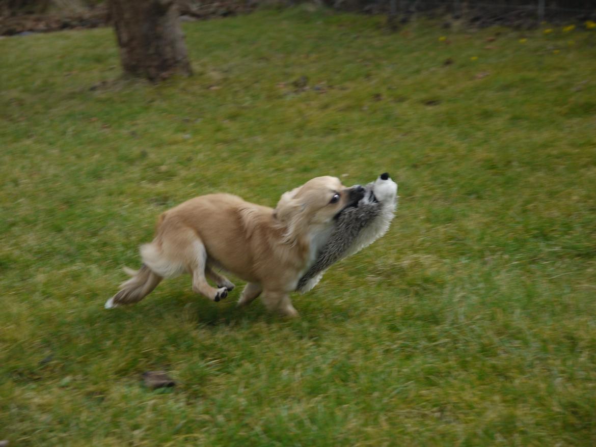 Chihuahua Nemo billede 14