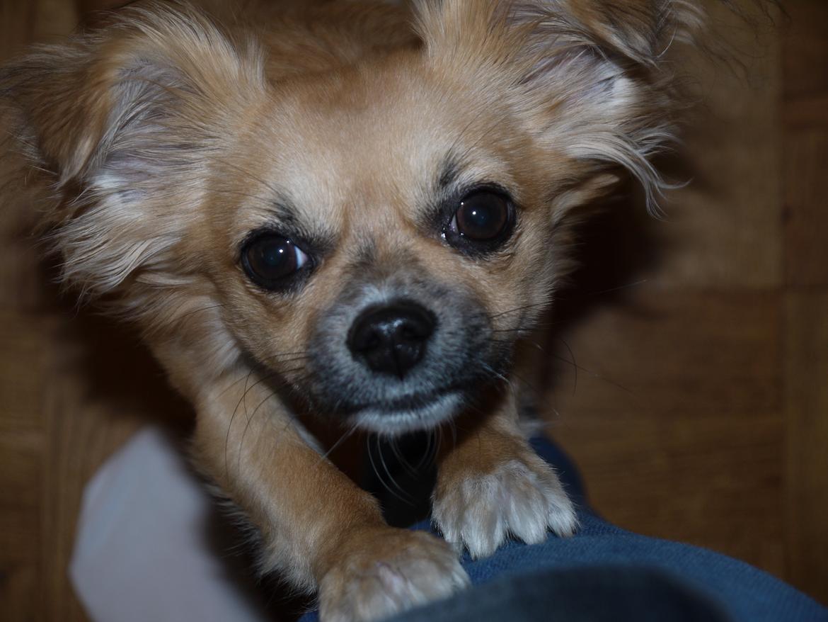 Chihuahua Nemo billede 15