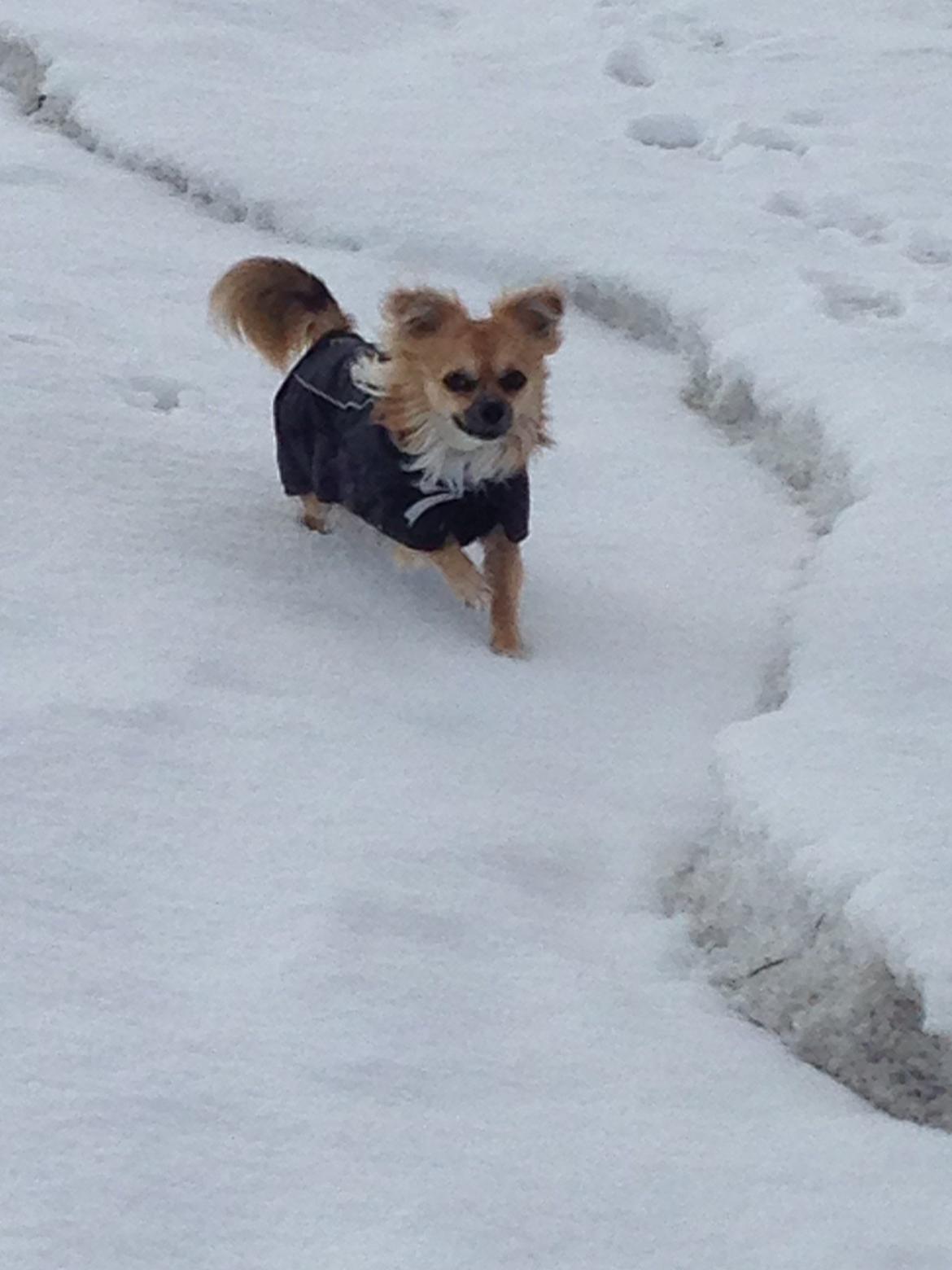 Chihuahua Nemo billede 16