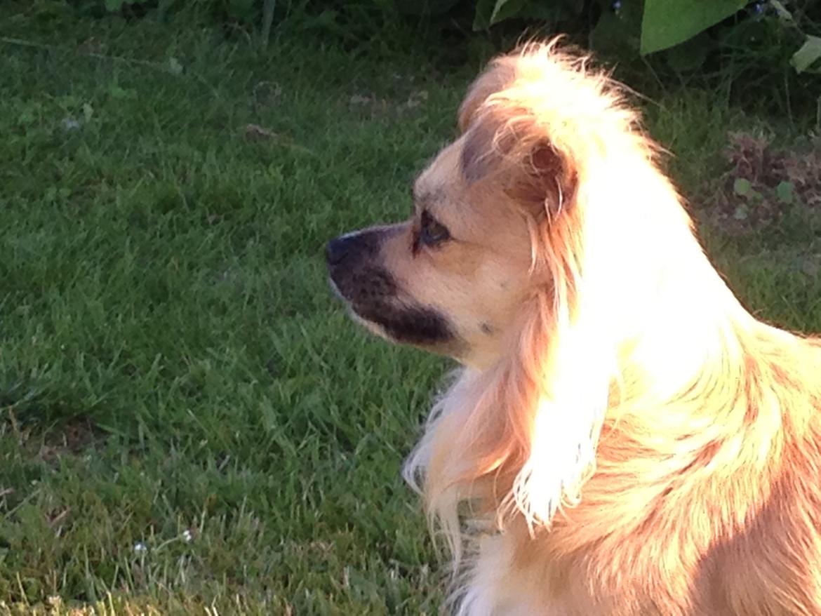 Chihuahua Nemo billede 17