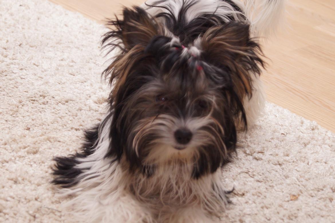 Biewer yorkshire terrier Hamila billede 1