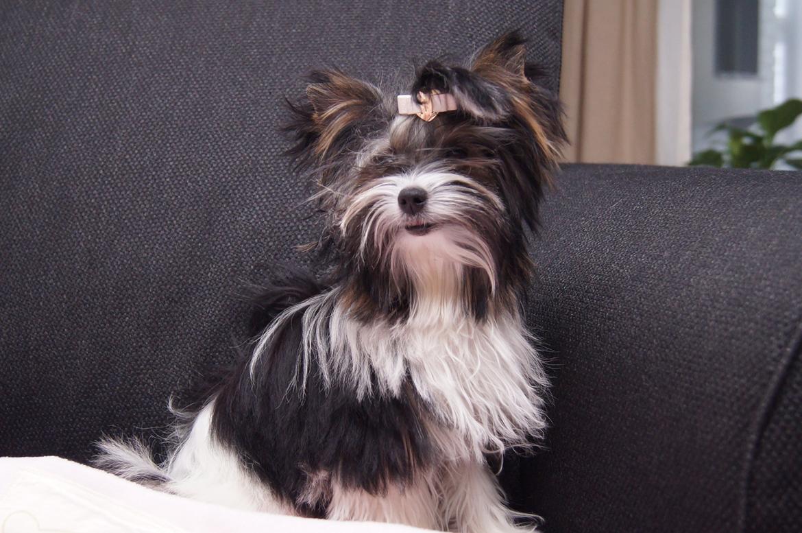 Biewer yorkshire terrier Hamila billede 2