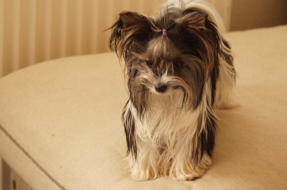 Biewer yorkshire terrier Hamila billede 4
