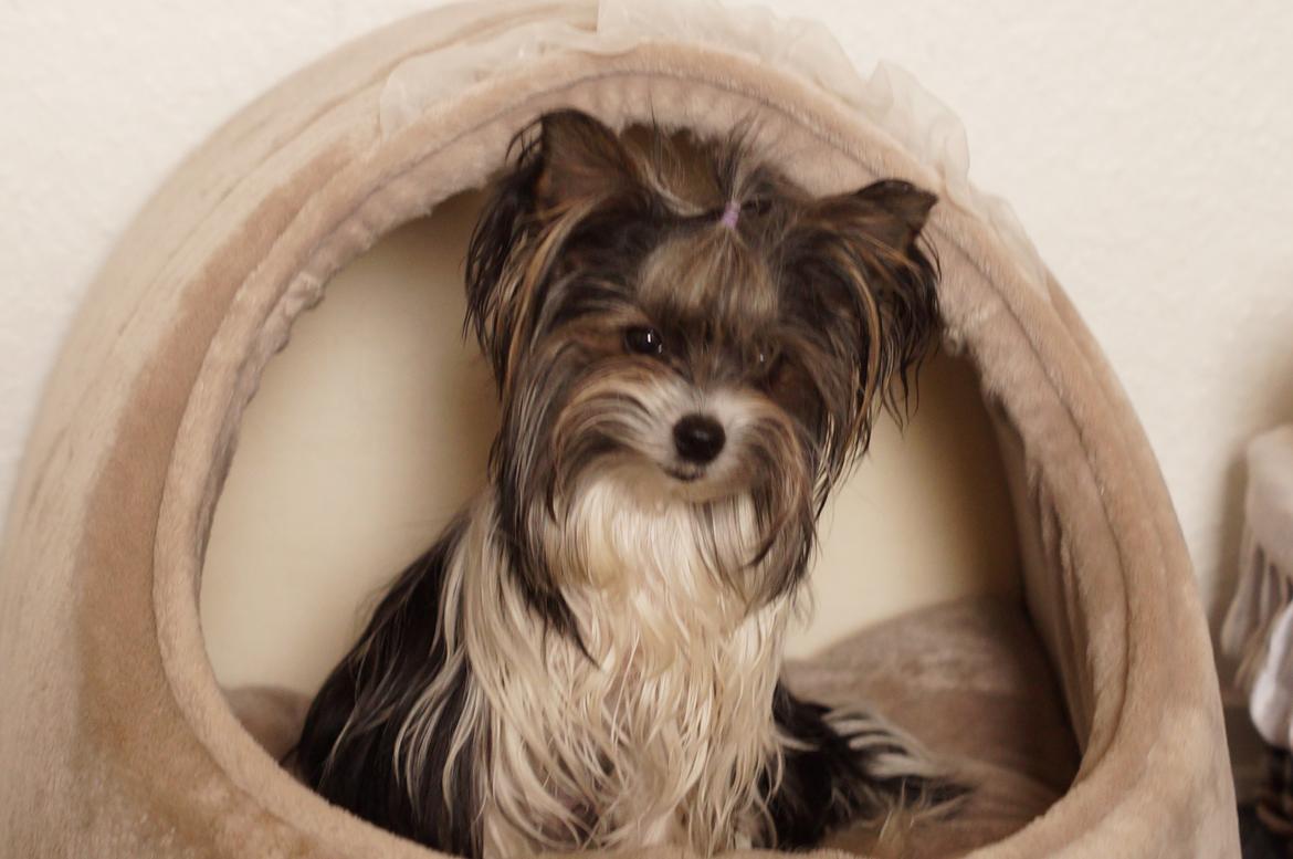 Biewer yorkshire terrier Hamila billede 6