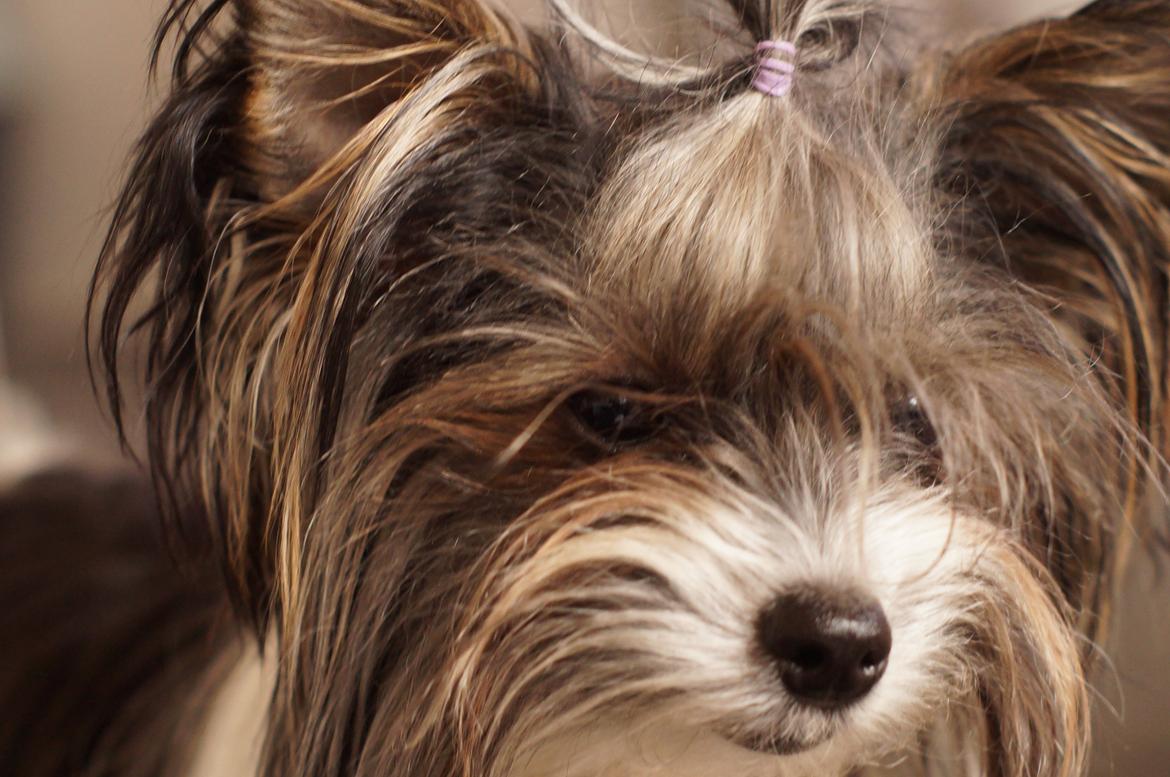 Biewer yorkshire terrier Hamila billede 5