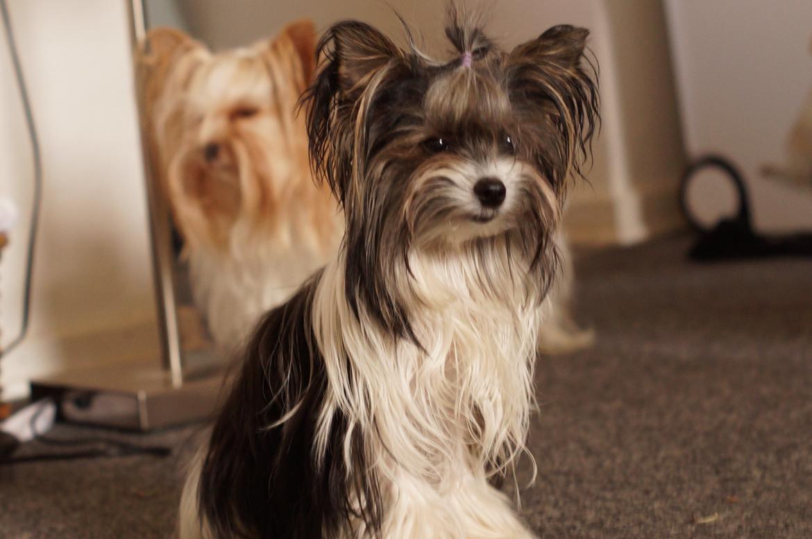 Biewer yorkshire terrier Hamila billede 3