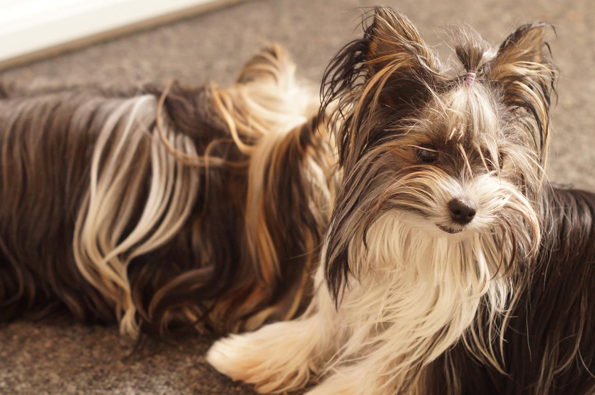 Biewer yorkshire terrier Hamila billede 7