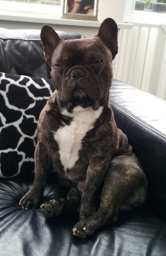 Fransk bulldog <3 Cocopops <3 billede 1
