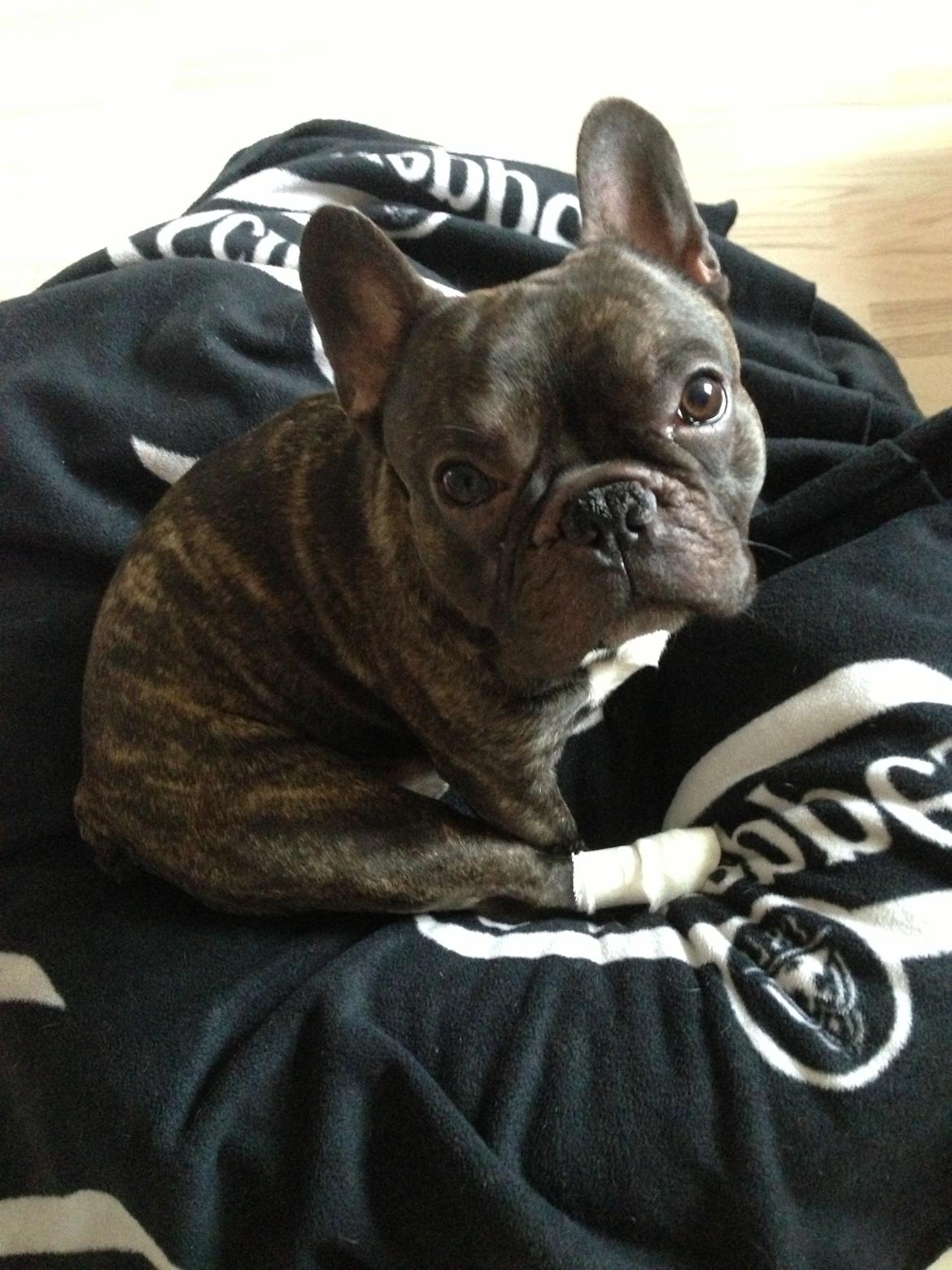 Fransk bulldog <3 Cocopops <3 billede 2