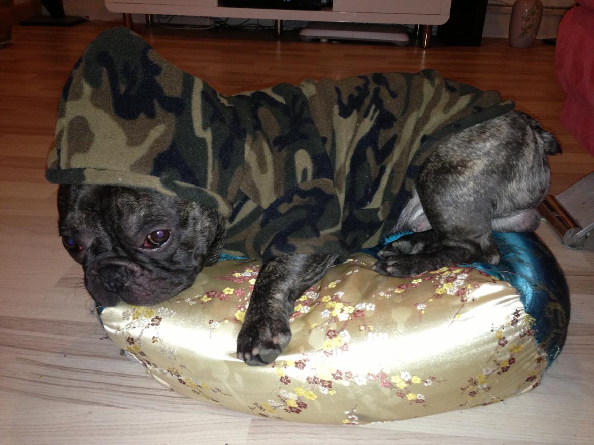 Fransk bulldog <3 Cocopops <3 billede 3