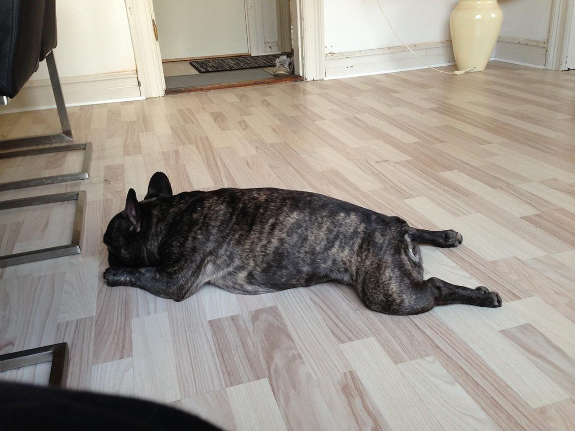 Fransk bulldog <3 Cocopops <3 billede 4