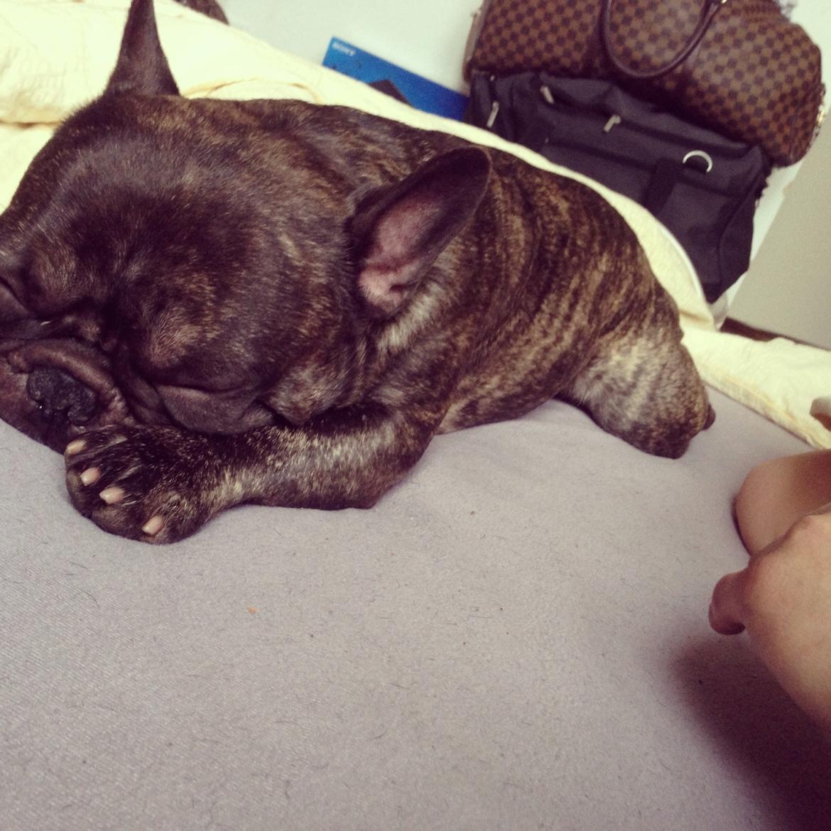 Fransk bulldog <3 Cocopops <3 billede 5