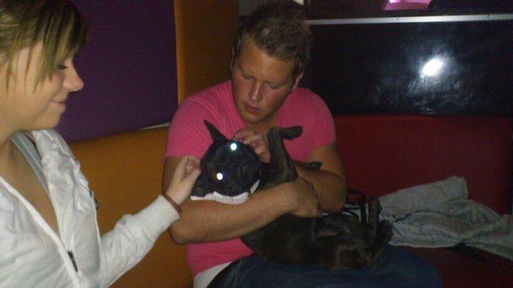 Fransk bulldog Mitzy billede 12