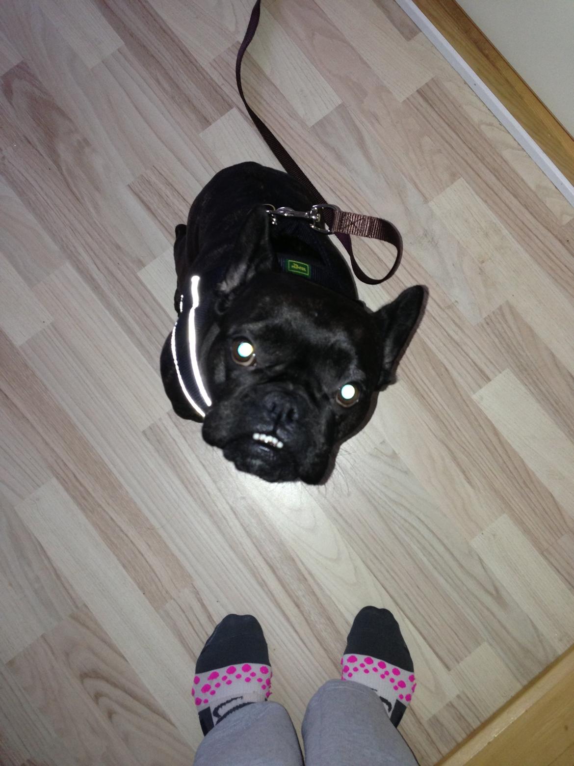 Fransk bulldog Mitzy billede 13