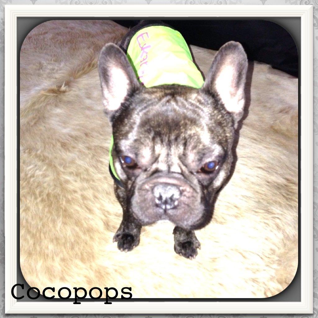 Fransk bulldog <3 Cocopops <3 billede 6