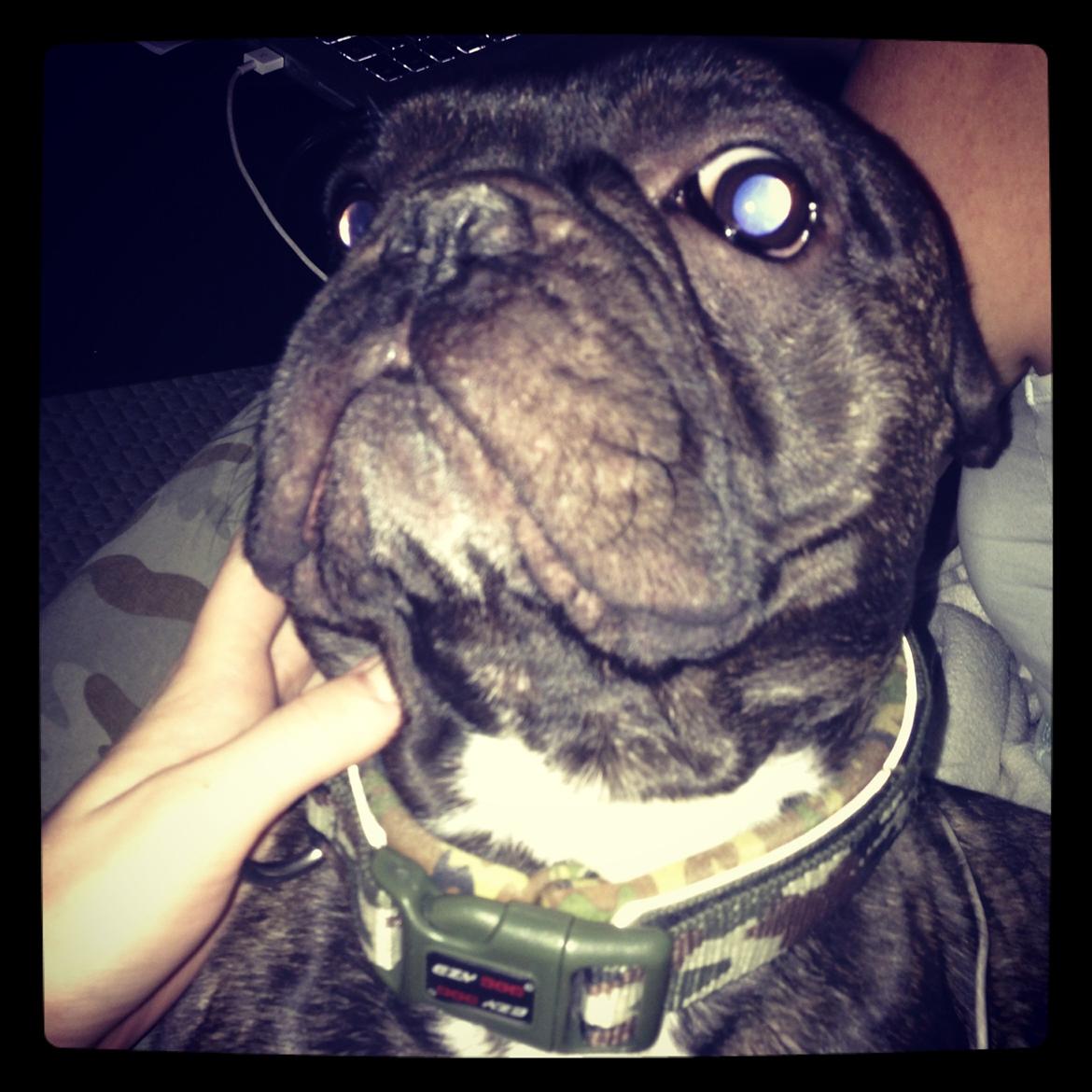 Fransk bulldog <3 Cocopops <3 billede 8