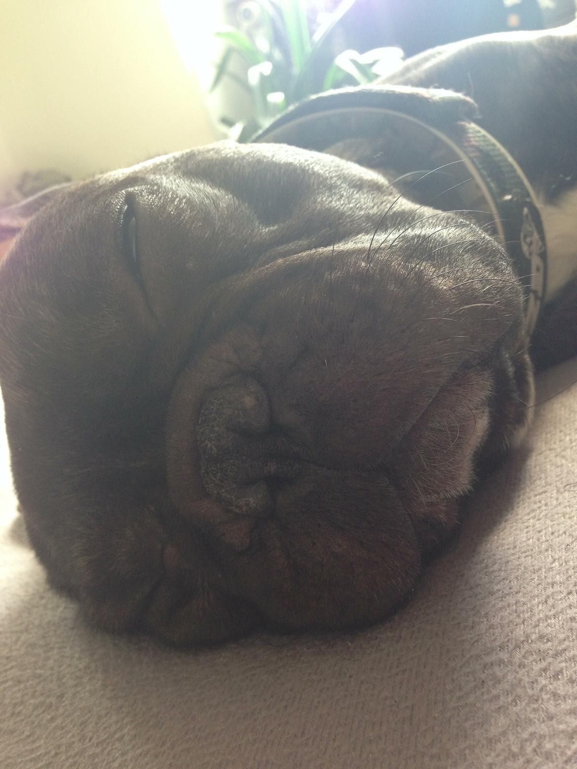 Fransk bulldog <3 Cocopops <3 billede 9