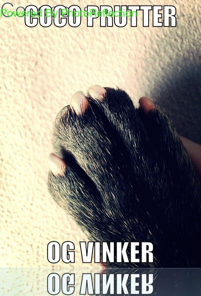 Fransk bulldog <3 Cocopops <3 billede 10