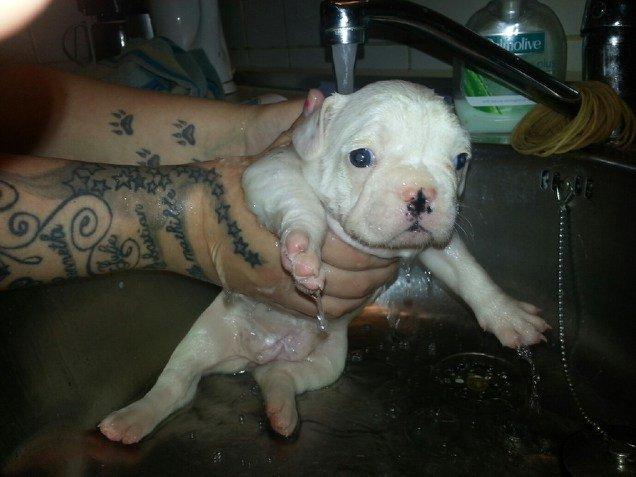 Fransk bulldog Karla - karla i sit første bad :) efter endt aftensmad var der hvis tiltrængt et bade :)  billede 16