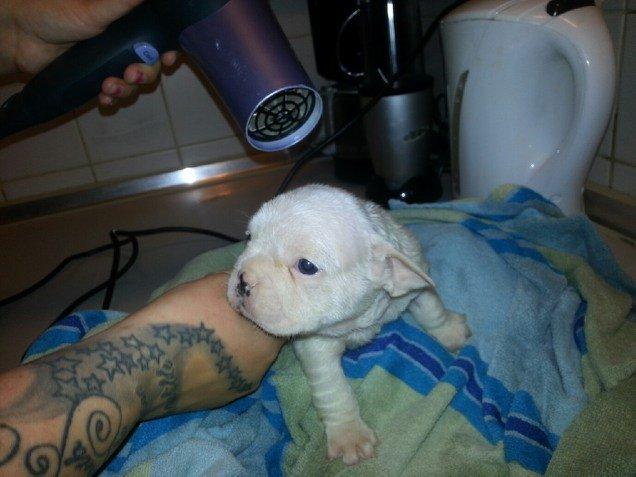 Fransk bulldog Karla billede 17