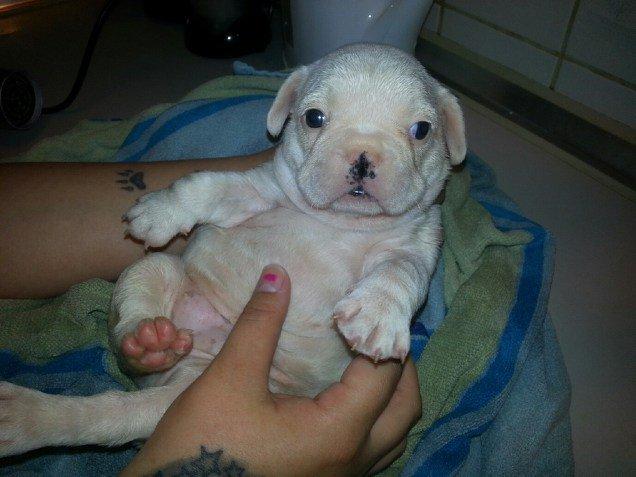 Fransk bulldog Karla - hvor er hun bare dejlig billede 18