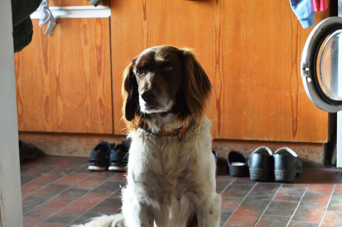 Kleiner münsterländer Jack billede 12