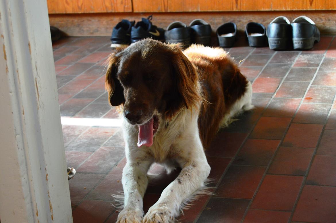 Kleiner münsterländer Jack billede 1