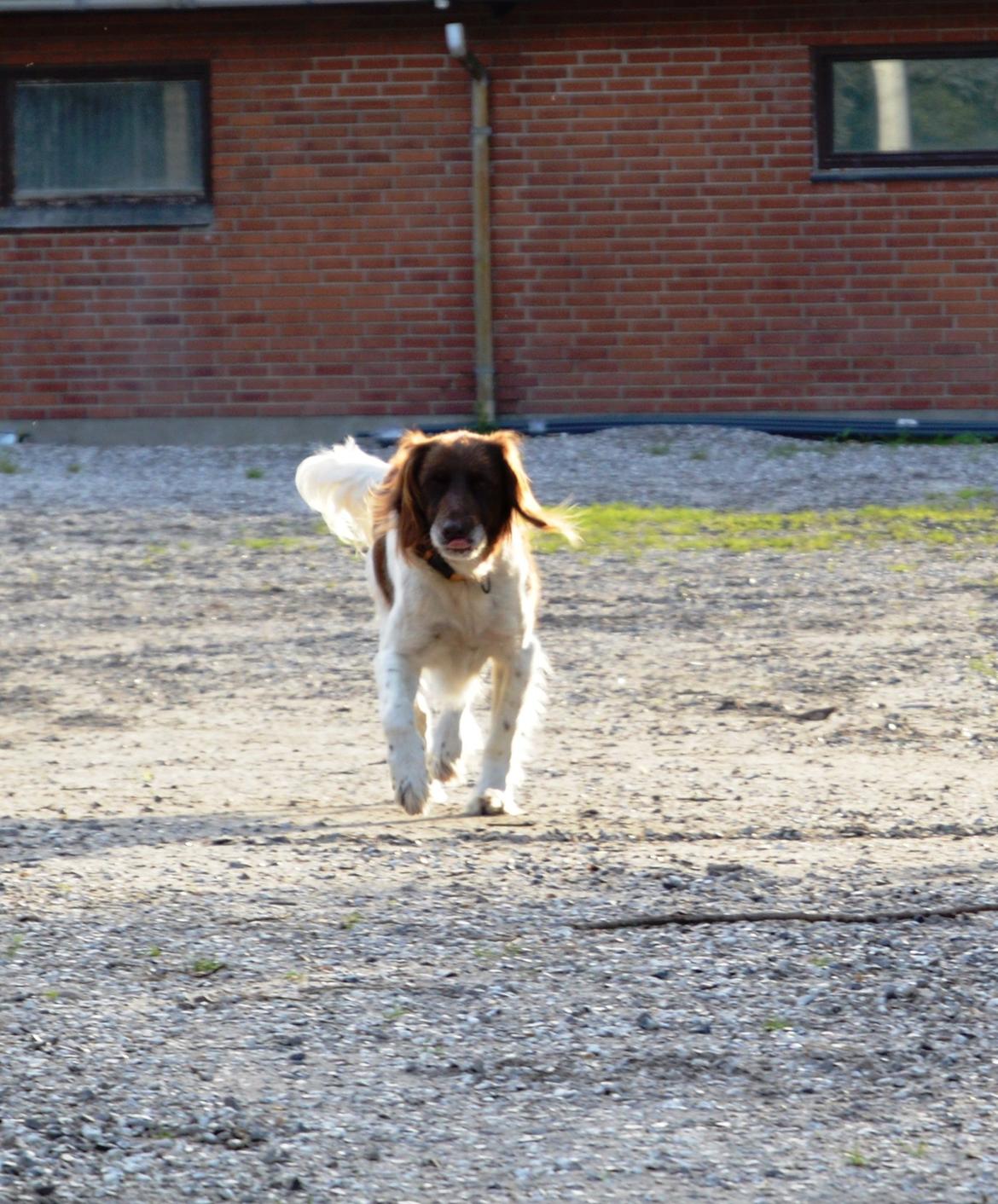 Kleiner münsterländer Jack billede 13