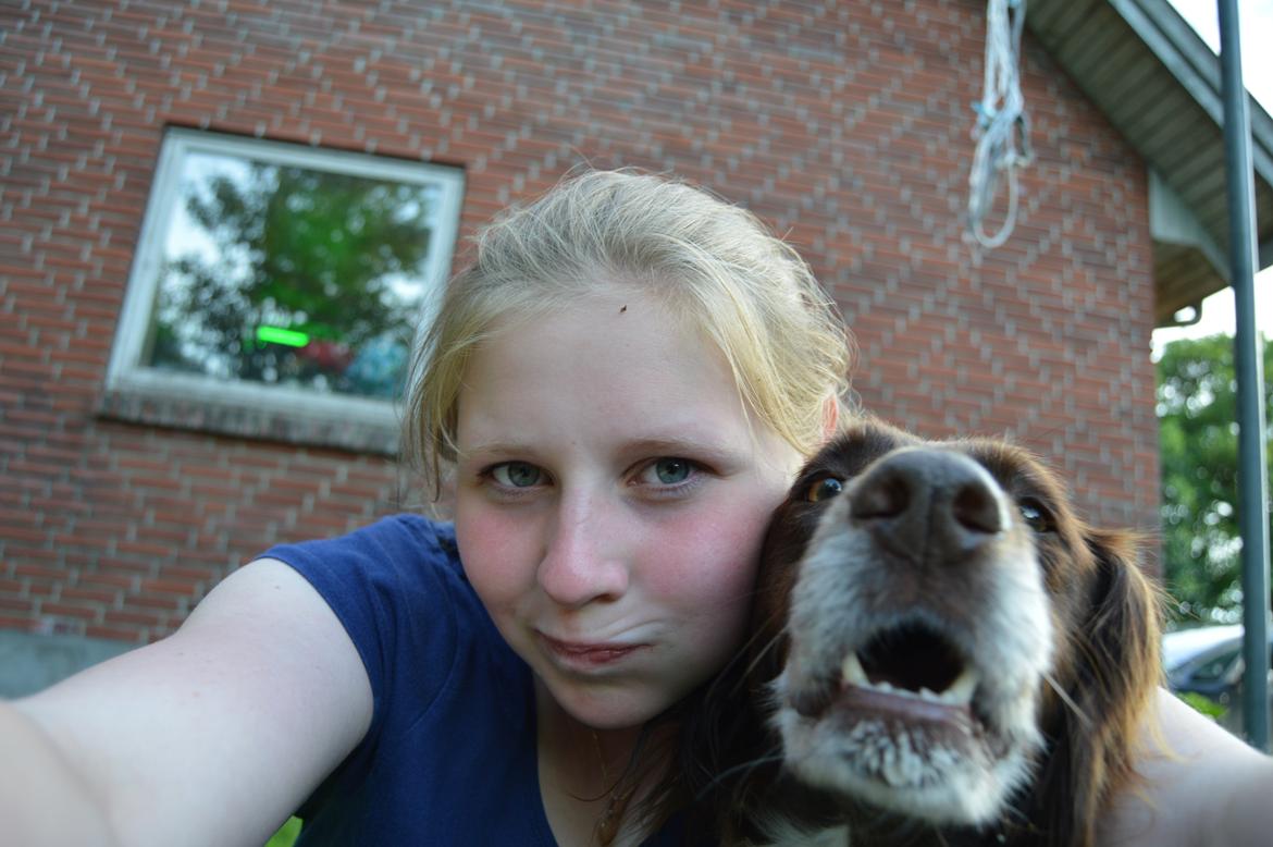 Kleiner münsterländer Jack billede 14