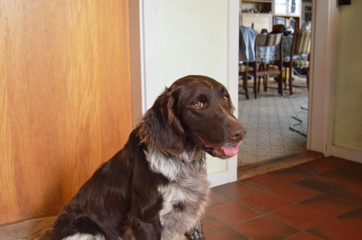 Kleiner münsterländer Sakko billede 8