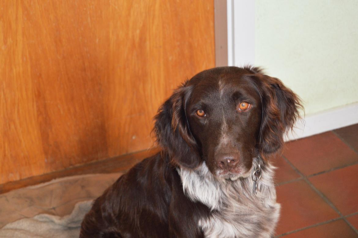 Kleiner münsterländer Sakko billede 9