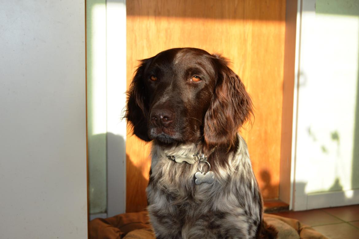 Kleiner münsterländer Sakko billede 10