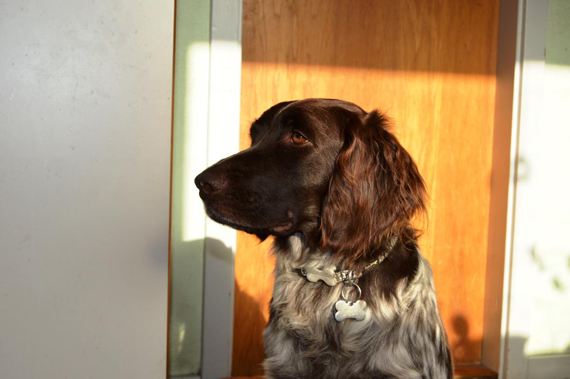 Kleiner münsterländer Sakko billede 11