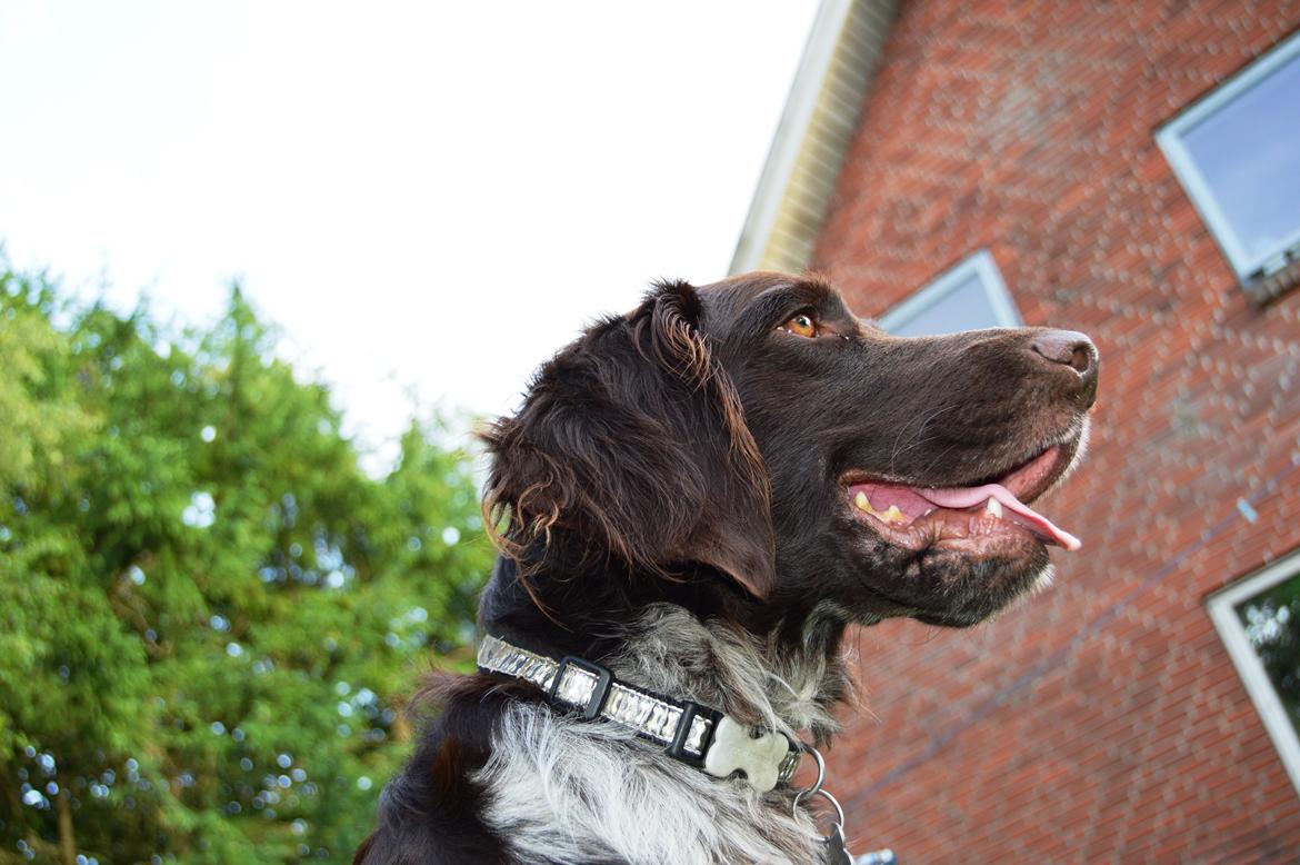 Kleiner münsterländer Sakko billede 12